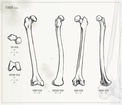 Royalty Free Leg Bone Clip Art, Vector Images & Illustrations - iStock Bone Study, Bone Illustrations, Bones Drawing, Bone Drawing, Feathered Hair, Leg Bones, Linear Art, Bone Stock, Science Illustration