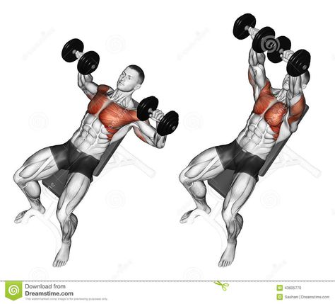 Bench Press Muscles Worked, Steps Illustration, Hiit Workout Videos, Best Chest Workout, Dumbell Workout, Body Coach, Body Training, Chest Workouts, Chest Workout