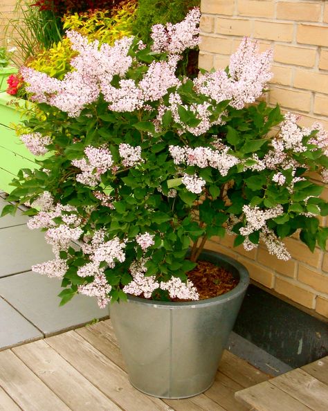 SHRUBS  Why limit your containers to flowers?   Shrubs grow quite happily in this environment.  Keep in mind that the mature size of your shrub should dictate the size of your container - give the roots room to grow!  This is a Miss Kim Lilac bush with lovely fragrant blooms in early summer. Lilac In Container, Trees For Pots, Potted Trees Patio, Bungalow Garden, Mediterranean Courtyard, Backyard Planters, Lilac Plant, Lilac Bush, Making Plant Pots