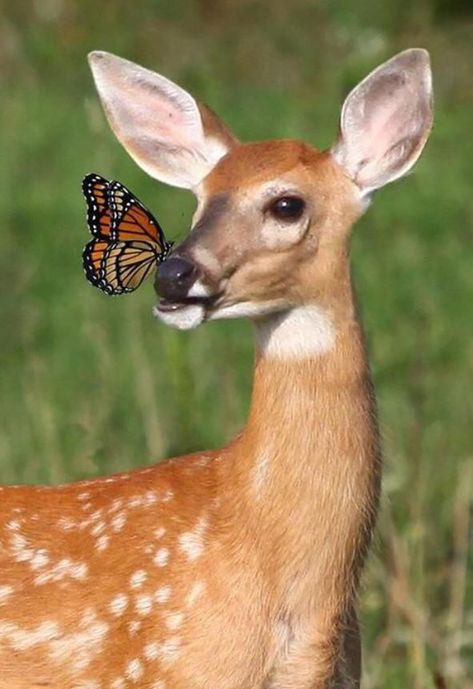 Bambi with Butterfly Regnul Animal, Cai Sălbatici, Ikan Koi, Colour Splash, Mule Deer, Animale Rare, Sweet Pic, Manx, A Deer