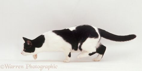 Black-and-white cat stalking, white background Cat Stalking, Cat Anatomy, Cat Oc, Cat Reference, Cat Stock, Uk Photography, Cat Pose, Cat Help, Cat Boarding