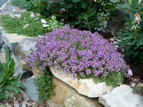 'Creeping Red' Thyme -vthymus coccineus- bright green leaves, purple flowers, drought proof, deer proof, dark pink flowers bloom in early summer, fast spreading, thrives in poor soil, 1" tall, heat tolerant Ground Cover Seeds, Thymus Serpyllum, Fall Perennials, Creeping Thyme, Shade Tolerant Plants, Flower Bulb, Amaryllis Bulbs, Perennial Herbs, Ground Cover Plants