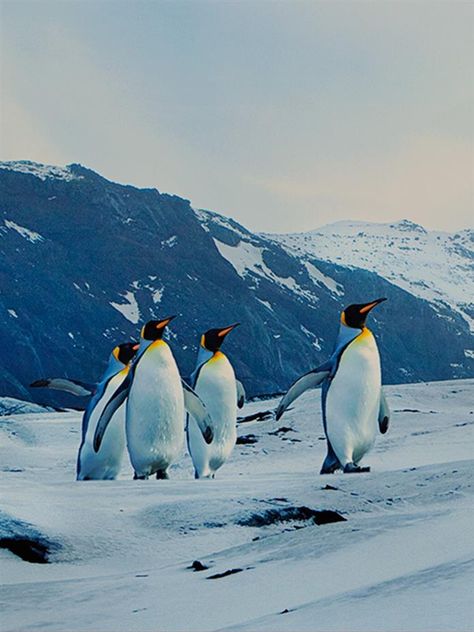 Tundra Ecosystem, Tundra Aesthetic, Artic Tundra, Tundra Animals, Tundra Biome, Biome Project, Biomes Project, Asia Continent, Frozen Summer