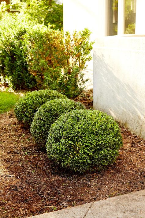 row-boxwood-bushes-ea73609e