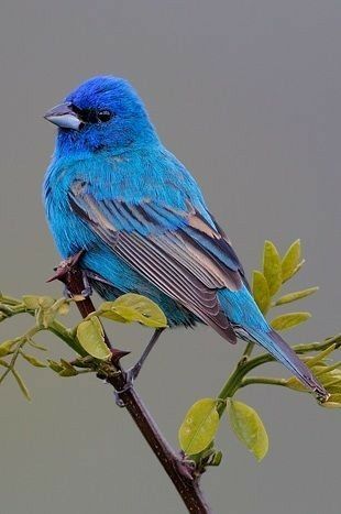 BIBLE STORIES ARE TRUE: MOMENTS WITH GOD! LORD CREATE IN ME A CLEAN HEART; RENEW IN ME A RIGHT SPIRIT! Tringa Photography, Bunting Bird, Indigo Bunting, Fairy Wren, Backyard Birds, All Birds, Bird Pictures, Exotic Birds, Pretty Birds