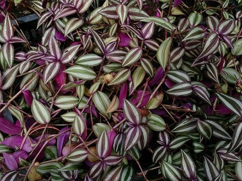 Silver Inch Plant, Indoor Plants Names, Purple Heart Plant, Jew Plant, Tradescantia Zebrina, Wandering Jew Plant, Inch Plant, Wandering Jew, نباتات منزلية