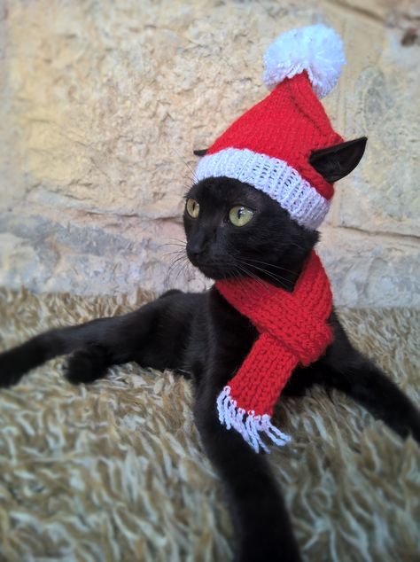 Santa Scarf, Cat Santa Hat, Cat Hats, Cats In Hats, Crochet Cat Hat, Crochet Santa, Santa Outfit, Pet Christmas, Christmas Pet