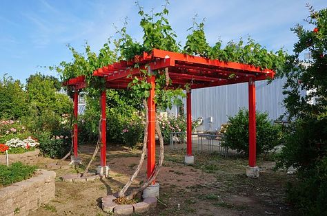 Grape Arbors, Homestead Homes, Grape Garden, Arbor Design, Beach Setup, Grape Vine Trellis, Grape Tree, Grape Arbor, Grape Plant