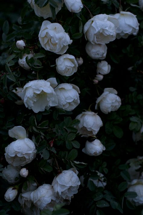 UKKONOOA: Juhannus maalla / Midsummer in the Countryside Flower Dark Aesthetic, Dark Flowers Aesthetic, Dark Flower Aesthetic, Flores Wallpaper, Dark Plants, Flower Dark, Dark Garden, Flowers Dark, Dark Aesthetics