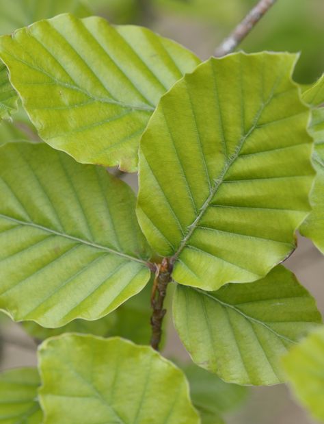 Fagus Sylvatica - Beech leaves. Beech Tree Leaves, Beech Leaves, Fagus Sylvatica, Tree Id, Natural Essence, Solomons Seal, Beech Tree, Nature Tree, Tree Leaves