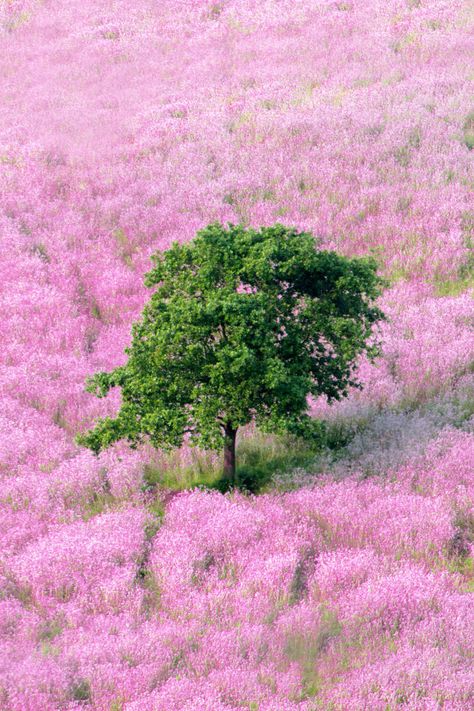 Pink and green has to be the prettiest color combination ever—even nature agrees. Life In Pink, Green Items, Pink Nature, Good Color Combinations, Brand Kit, Best Color, Green Nature, Everything Pink, Green And Pink