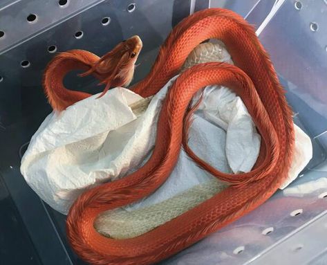 Unusual Animal Friendships, Pretty Snakes, Animal Adaptations, Corn Snake, Cute Reptiles, Cute Snake, Pet Snake, Cute Fantasy Creatures, Animals Friendship