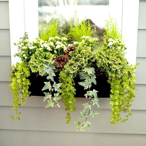 Window Box Privacy Plants, Modern Window Box Flowers, Artificial Plants Window Boxes, Artificial Plants Outdoor Window Boxes, Flower Boxes Window Fake Flowers, Window Box Faux Flowers, Windowsill Planter Outdoor, Winter Flowerbox Ideas, Evergreen Window Box Ideas