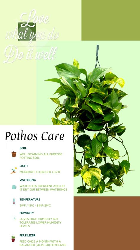 Pothos Plant Benefits, Golden Pothos Plant Care, Repotting Pothos Plant, Pathos Plant Care, Indoor Plant Setup, Pothos Care Tips, Golden Pathos, Golden Pothos Care, Pothos Plant Decor