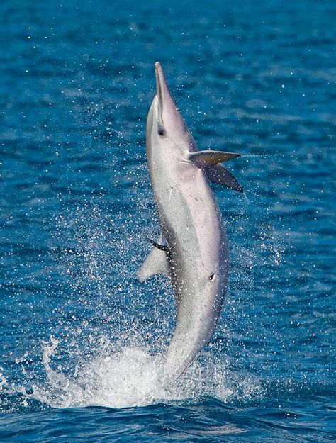 Spinner Dolphin | Animal Psychology, Spinner Dolphin, Beautiful Dolphins, Wood Turtle, Dolphin Lover, Sea Mammal, Sea Cow, Bottlenose Dolphin, A Dolphin