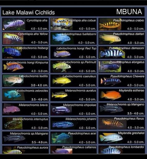 Every type of mbuna Malawi Cichlids Tank, Mbuna Cichlids Tanks, Fish Tank Aquaponics, Mbuna Cichlids, African Cichlid Tank, Best Aquarium Fish, Cichlid Tank, Lake Malawi Cichlids, African Cichlid Aquarium