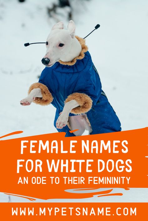 Dogs Name, Female Names, White Dogs, Novel Writing, Generators, Pet Id, Dog Names, Pet Names, Dalmatian