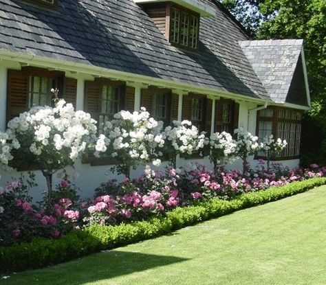 Gardenia Tree Landscaping, Roses Along Fence, Rose Tree Landscape, Rose Trees Front Yard, Roses In Front Of House, Walkways To Front Door Landscaping, Gardenia Tree, Gardenia Trees, Rosen Beet