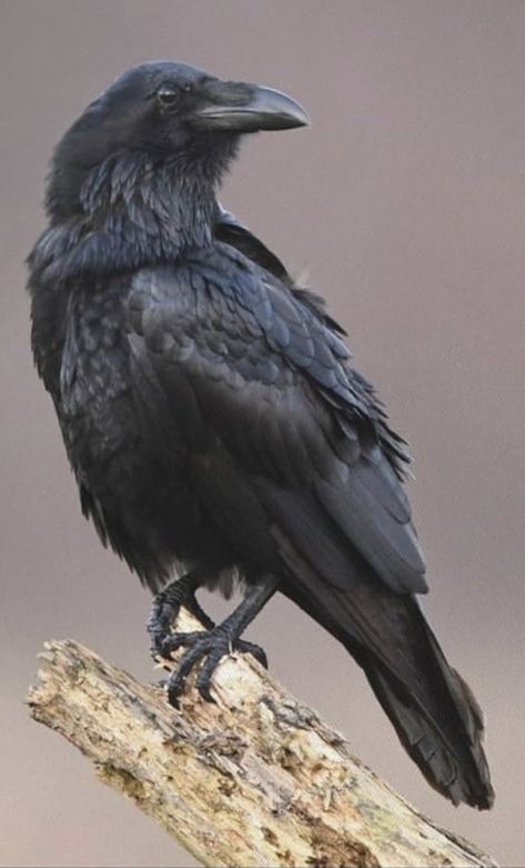 Crow Pictures Art, Crow Photography Flying, Raven Bird Aesthetic, Crow Front View, Corvids Birds, Raven Anatomy, Raven Monster, Raven Reference, Australian Raven