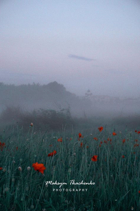 I woke up at 5 am to photograph red poppies at dawn, when fog rolls over the ground. Red Poppies, Wake Up, Poppies, Rolls, Natural Landmarks, Photographer, Photography, Red, Travel