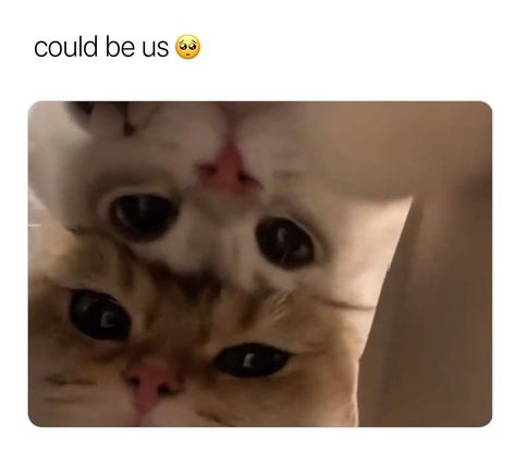 Cat Pickup Lines, Cat Pick Up Lines, Text Pick Up Lines, Thursday Love, Disney Love Stories, Cat Text, Cats In Love, Funny Looking Cats, Silly Cats Pictures