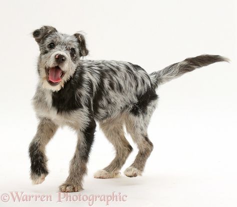 Blue merle mutt Puppies Photos, Mutt Dog, Dog Anatomy, Dog Poses, Canine Art, Cat Pose, Pretty Dogs, Blue Merle, Dog Images