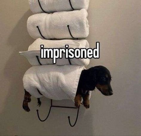 #dog #dogsofinstagram #cutedog #cuteanimals #memesdaily #memelord #meme #dogmemes Silly Dogs, Funny Animal Jokes, Silly Animals, Very Funny Pictures, Silly Pictures, Animal Jokes, Silly Cats, Really Funny Pictures, Really Funny Memes