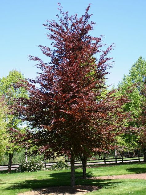 The most popular purple leafed beech, Rivers is deep purple in the spring and holds a good purple-bronze color throughout the summer. The smooth silver-gray bark of the trunk is beautiful in winter. Purple Beech Tree, Garden Answer, Beech Trees, Purple Beach, Beech Tree, Shade Trees, The Trunk, Flower Branch, Tree Lighting