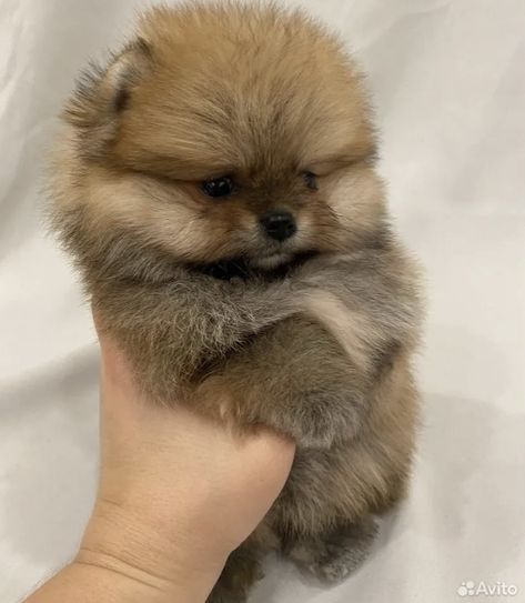 Pomeranian Teddy Bear Cut, Mini Pomeranian, Dream Dog, Pomeranian Puppy, Dog Stuff, Cute Dogs, Potato, Dogs, Quick Saves