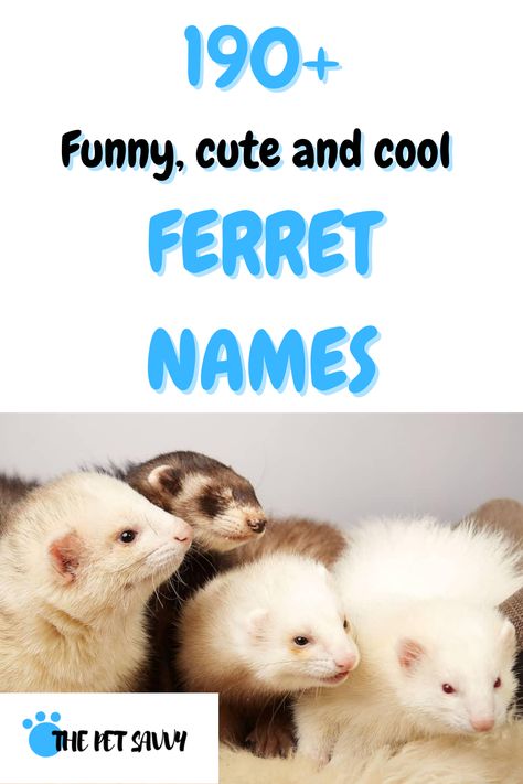 Ferret Names Ideas, Names For Ferrets, Cute Funny Names, Funny Pet Names, Goth Names, Ferret Names, Ferret Diy, Ferrets Care, Funny Ferrets