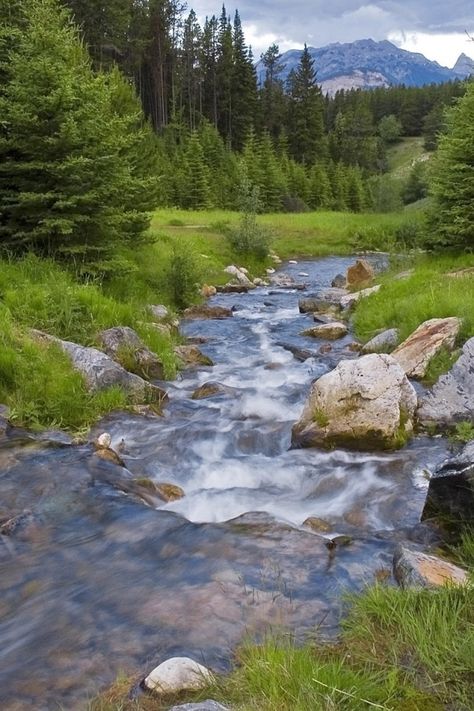 640x960 Wallpaper wood, river, stream, mountains, greens Fun Gif, River Stream, River Pictures, Wood River, Mountain Stream, Hd Background, Backgrounds Phone Wallpapers, Green Landscape, Beautiful Places Nature