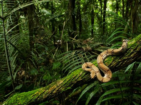 Rainforest Creatures, Preschool Jungle, Jungle Images, South American Rainforest, Mossy Tree, Jungle Life, Amazon Forest, Snake Wallpaper, Rainforest Animals