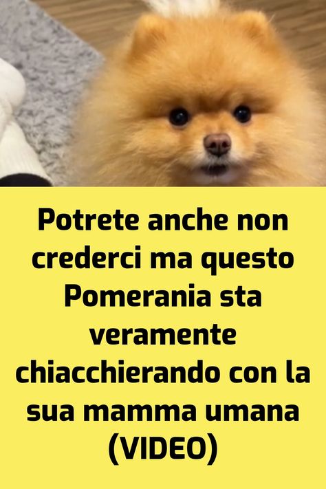 I cani sono noti per essere una fonte inesauribile di divertimento, e a volte ci sorprendono con comportamenti che vanno al di là delle nostre… L'articolo Potrete anche non crederci ma questo Pomerania sta veramente chiacchierando con la sua mamma umana (VIDEO) proviene da il mio cane è Leggenda .