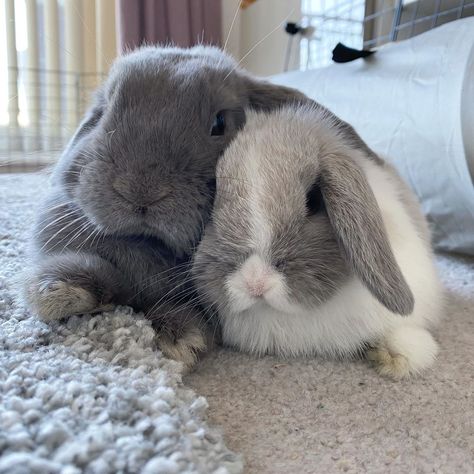 Any bunny that are cute. See more ideas about Cute  rabbits  Tags: #bunny #cutebunny #littlebunny #rabbit #cuterabbits #funnyrabbits #aniamls #cuteanimals #cutepets #pet #bunnypics #cute #animallovers #cuttestrabbitpics #funnyanimals Bunny Cutest Aesthetic, Pet Bunny Aesthetic, Rabbit And Cat Together, Pet Bunnies Aesthetic, Bunnies Cuddling, Cute Rabbits, Adorable Bunnies, Pet Bunny Rabbits, Cute Bunny Pictures