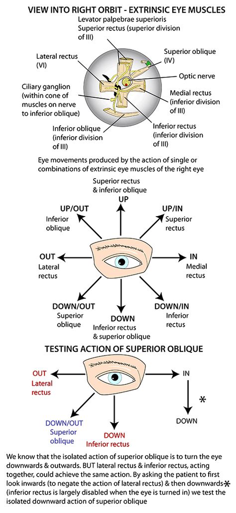 Instant Anatomy - Head and Neck - Areas/Organs - Eye & orbit - Muscles and eye movements Eye Muscles Anatomy, Eye Physiology, Eye Diagram Anatomy Notes, Eye Anatomy Diagram, Diagram Of The Eye, Eyeball Anatomy, Structure Of Eye Diagram, Anatomy Of The Body, Opthalmic Technician