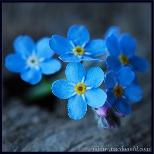 Don't Forget Me Flower, Name Flower Tattoo, Forget Me Nots Flowers, Forget Me Nots, Name Tattoos, Pretty Plants, Little Flowers, Forget Me Not, Beautiful Blooms