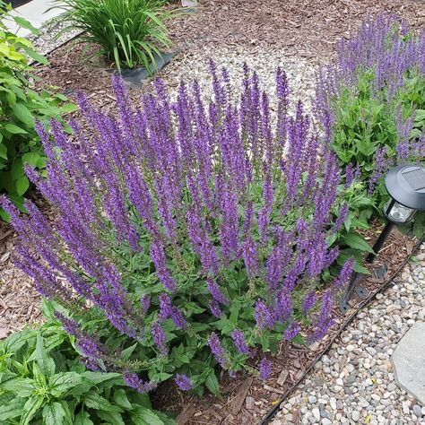 May Night Salvia, Canning, Plants