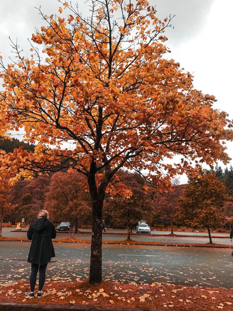 Ireland Autumn Aesthetic, Ireland Autumn, Autumn In Europe, September Moodboard, Ireland Nature, Autumn Things, Autumn And Halloween, Autumn 2023, Autumn Aesthetic