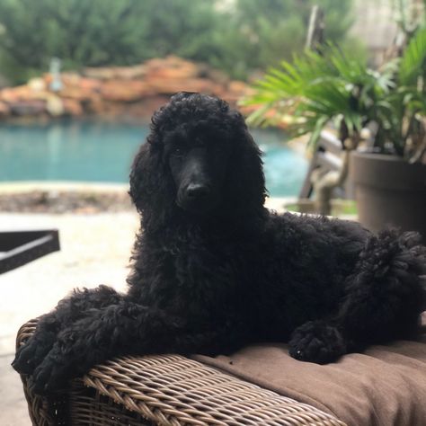 Black Standard Poodle Puppy, Standard Poodle Black, Black Poodle Puppy, Large Poodle, Poodle Black, Standard Poodle Puppies, Black Standard Poodle, Poodle Puppy Standard, Poodle Cuts