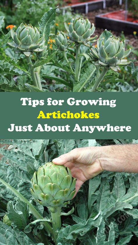 Artichoke Growing, How To Grow Artichokes, Artichoke Plant, Natural Garden Design, Growing Artichokes, Artichoke Plants, Edible Landscape, Vegetable Garden Tips, Potager Garden