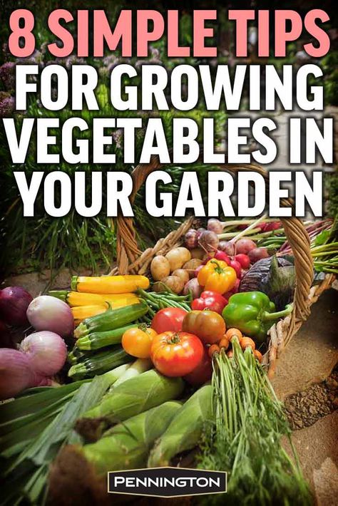 Beautiful Vegetable Garden, Apartment Vegetable Garden, Balcony Vegetable Garden, Start A Vegetable Garden, Raised Vegetable Gardens, Garden Herbs, Vegetable Garden For Beginners, Starting A Vegetable Garden, Vegetable Garden Diy