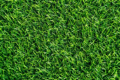 Pasto Natural, Green Grass Field, Artificial Grass Wall, Grass Wallpaper, Photo Mural, Door Murals, Custom Wall Murals, Grass Field, Stock Wallpaper