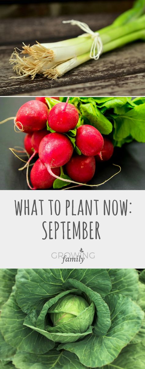 Not sure what you should be planting in the garden in September? Check out this guide to crops and flowers that you can sow in September for harvesting and enjoying later on in the autumn or next spring. Patio Bbq Ideas, Victorian Garden Ideas, Garden Plants Ideas, Water Succulents, At Home Garden, Gardening Club, Lasagna Gardening, Windowsill Garden, Veg Patch