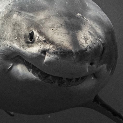 Brit photographer takes incredible up close and personal pics with massive great white sharks – The Sun Shark Party Ideas, Huge Shark, Cool Sharks, Shark Photos, Shark Pictures, Shark Art, Underwater Photographer, Fish Tattoo, Shark Fishing