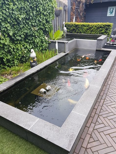 Modern Koi Pond, Modern Pond, Koi Pond Backyard, Fish Ponds Backyard, Koi Pond Design, Evergreen Landscape, Swimming Pool Pond, Fish Pond Gardens, Patio Pond