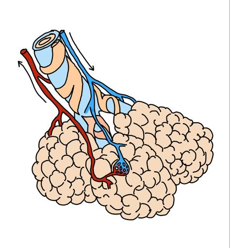 Alveoli Drawing, Anatomy Drawing, Anatomy, Drawings, Quick Saves