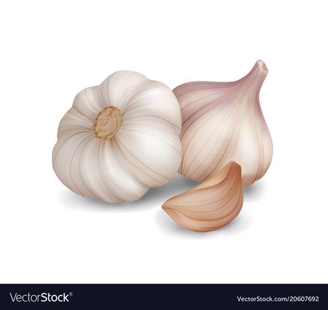 Photo realistic garlic on white background Vector Image Garlic Images, Garlic Vector, Garlic Photo, Vegetable Drawing, Vegetable Pictures, White Fruit, Vegetable Illustration, Fruits Drawing, Vegetable Garden Diy