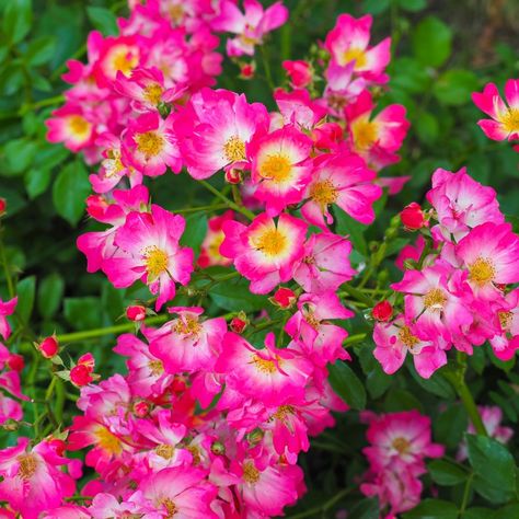 Drift Roses offer many different bloom colors on the same plant.🧡 The color seems to drift – beginning with intense color as the buds open up and changing to lighter hues as the flower ages. With so many blooms on each plant it is a truly stunning addition to your landscape. Easy to grow, this groundcover rose is disease resistant and blooms from April through December. It thrives in full sun, even in our heat.☀️ A must-have for your garden. Pink Drift Rose, Double Knockout Roses, Deep Pink Flowers, Drift Roses, Pruning Roses, Ground Cover Roses, Knockout Roses, Perennial Border, Perennial Shrubs