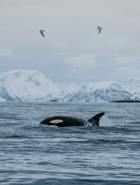 Tromso Whale Watching, Norway Whale Watching, Tromso Norway Aesthetic, Tromsø Norway Aesthetic, Norway Whales, Norway Orcas, Tromso Aesthetic, Orca Watching, Tromso Norway Winter