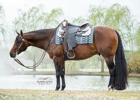 Aqha Western Pleasure, Aesthetic Horses, Horse Age, Horse Herd, Aqha Horses, Bay Horses, Ranch Riding, Western Pleasure Horses, Reining Horses